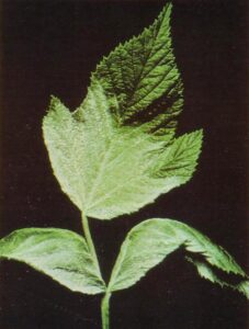 A No-Cost, Garden Safe Fungicide for Berry and Fruit Growers Image